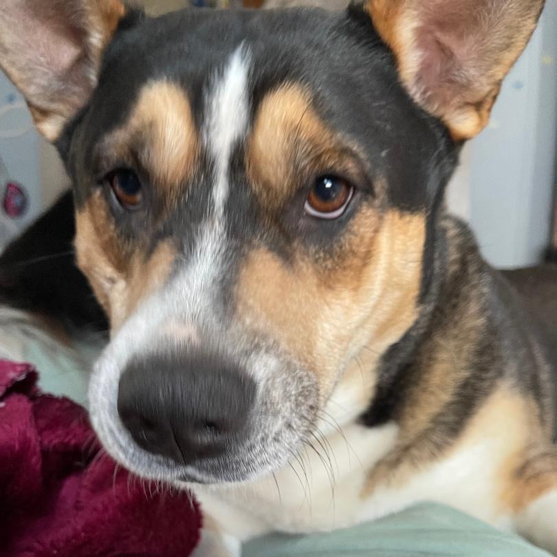 Kirby (Courtesy Post)