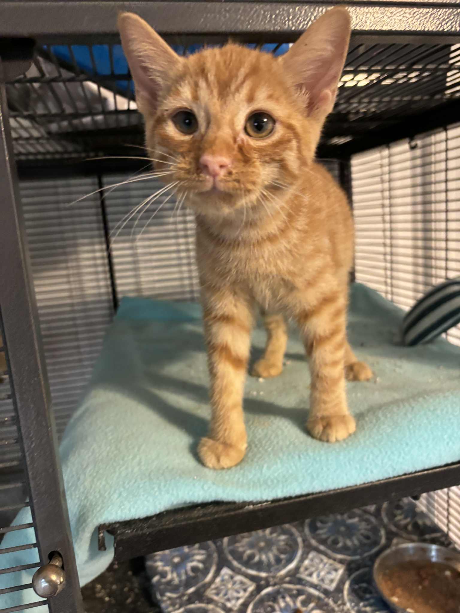 YellowSkittles: Not at shelter (Kristy)