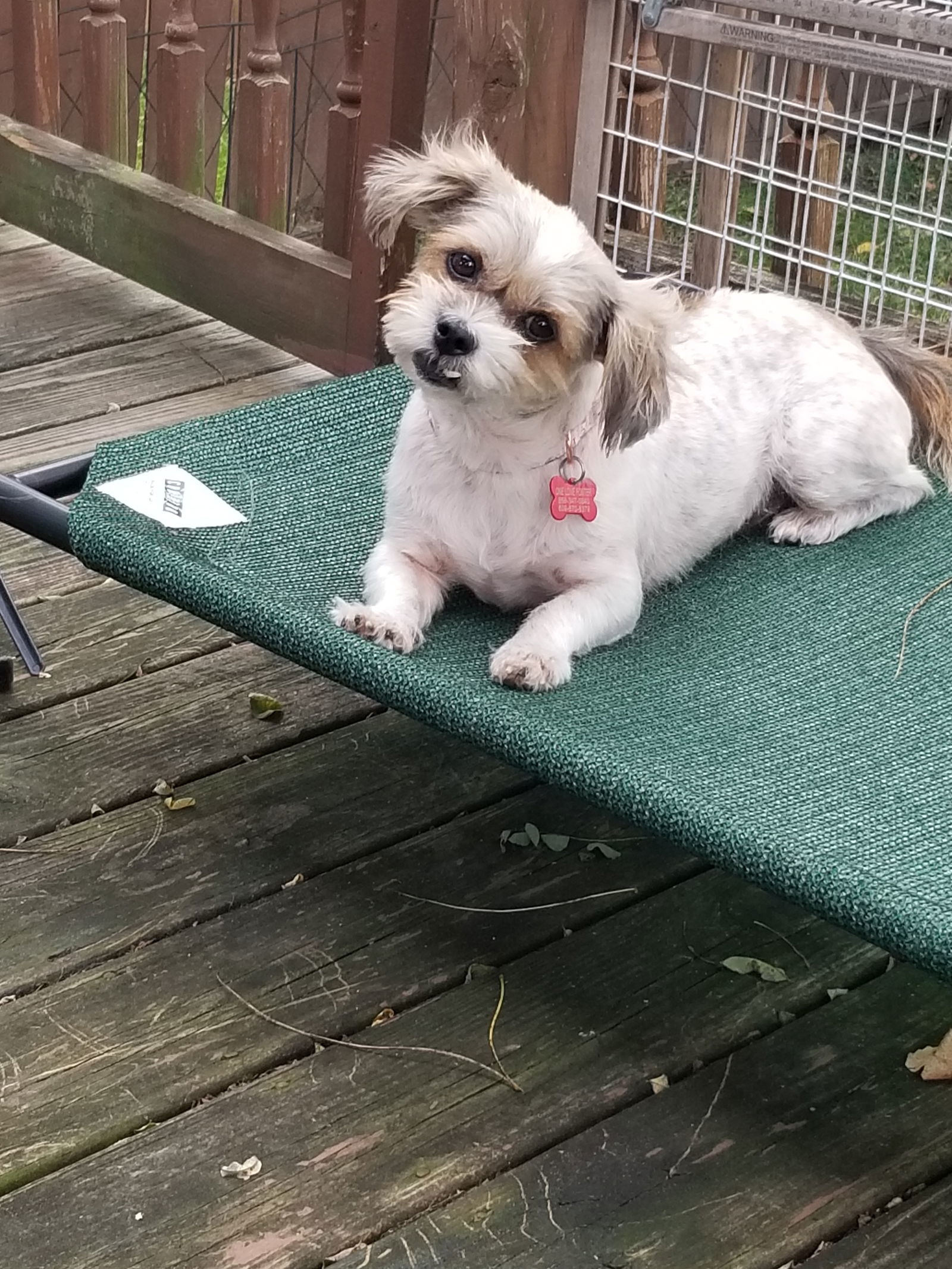 Suzie, an adoptable Havanese, Maltese in Blackwood, NJ, 08012 | Photo Image 1