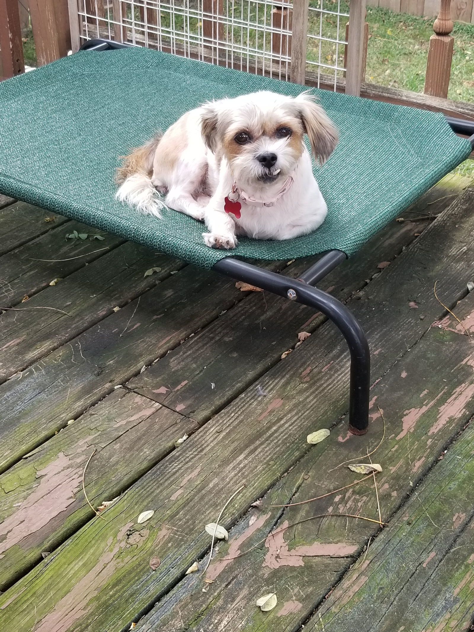 Suzie, an adoptable Havanese, Maltese in Blackwood, NJ, 08012 | Photo Image 2