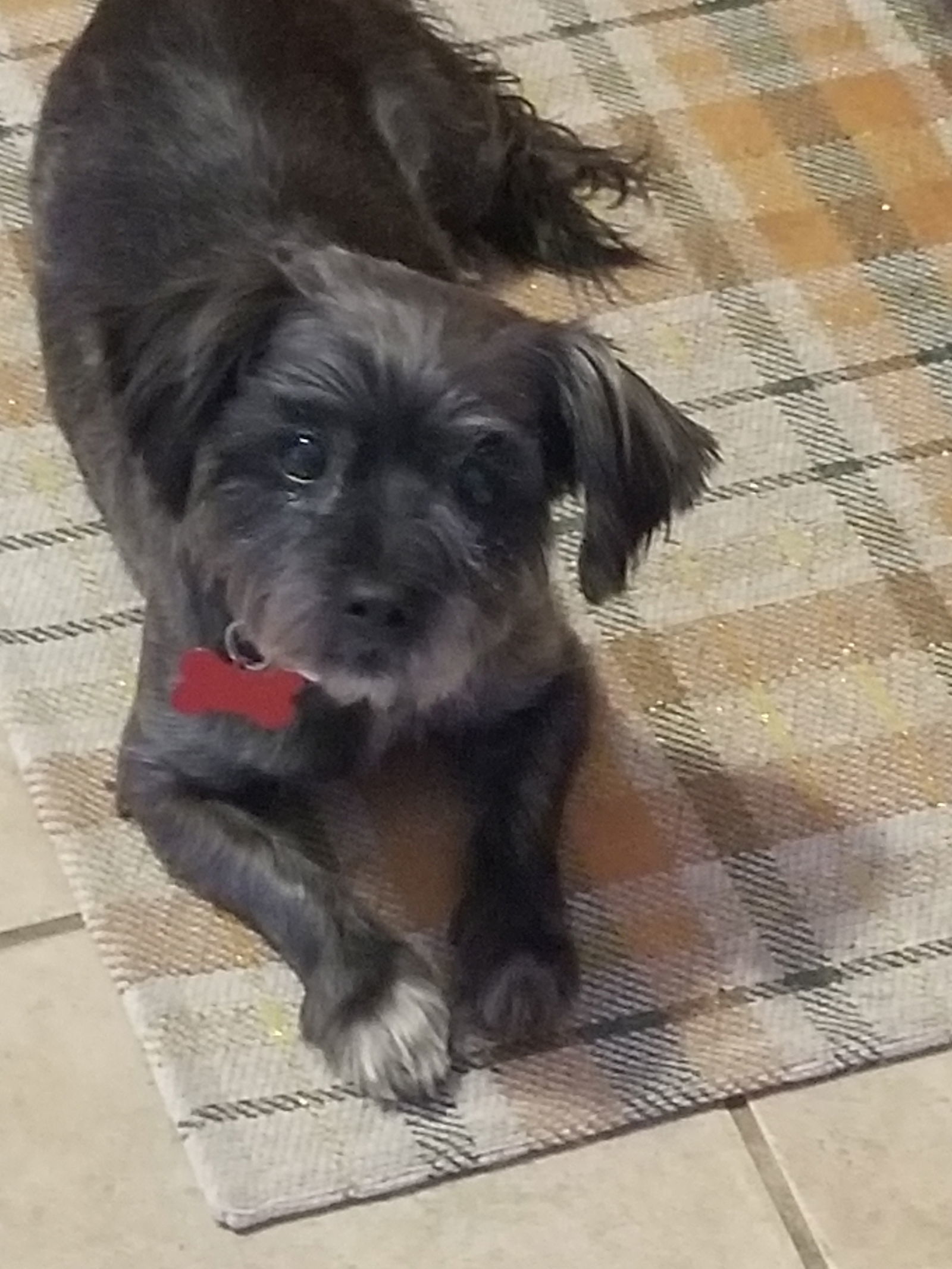 Lillie, an adoptable Havanese, Maltese in Blackwood, NJ, 08012 | Photo Image 1