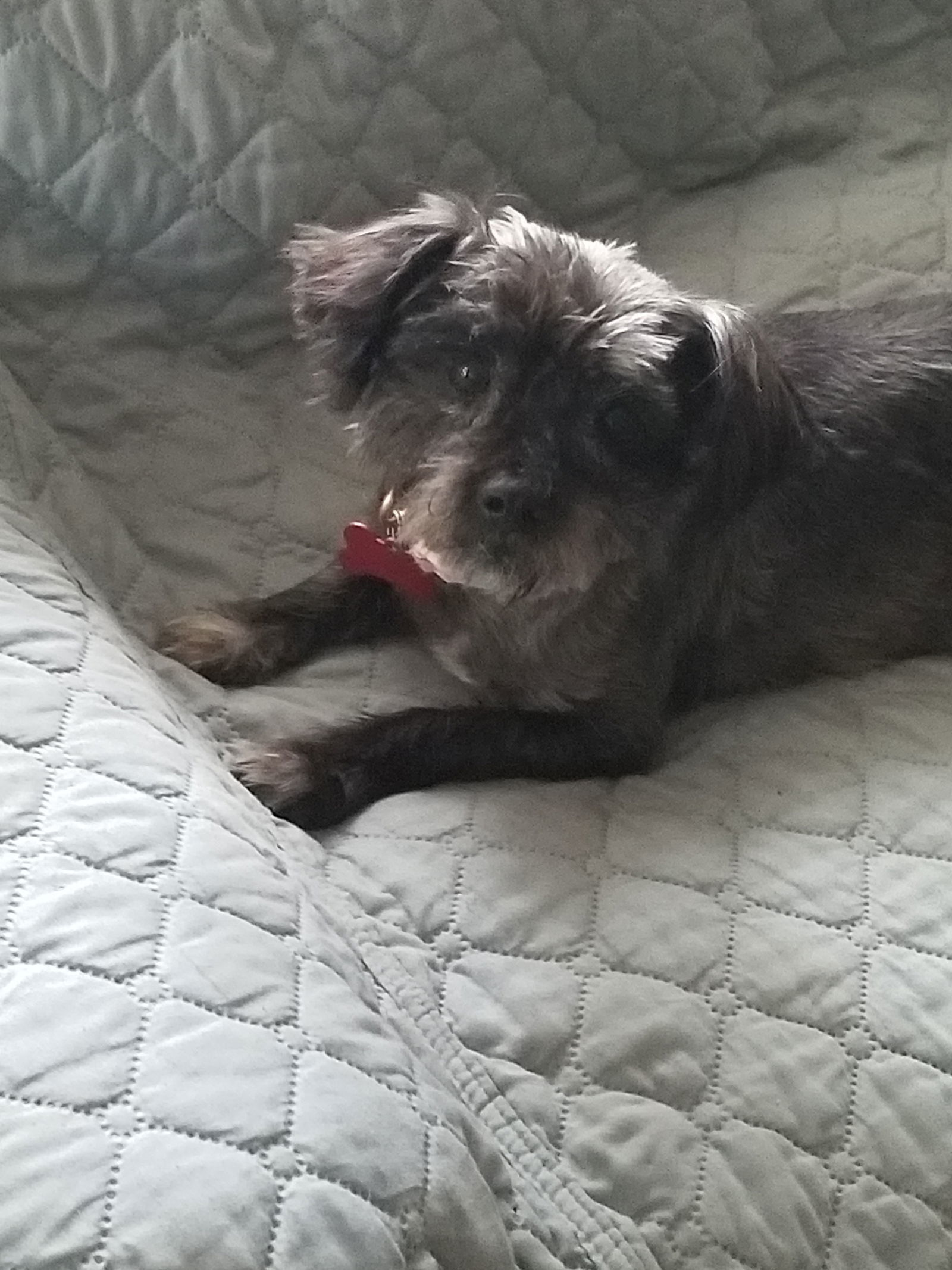 Lillie, an adoptable Havanese, Maltese in Blackwood, NJ, 08012 | Photo Image 2