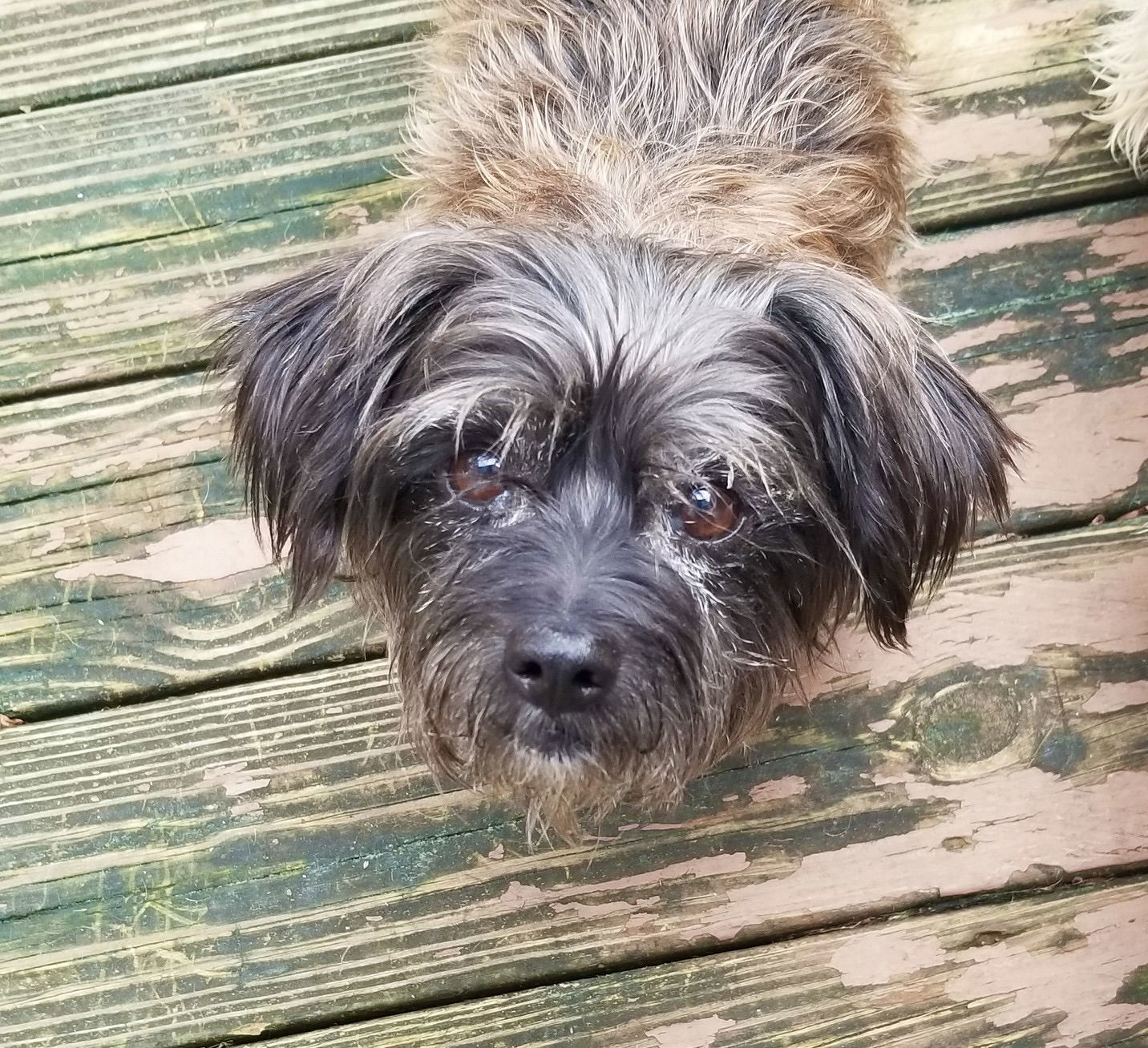 Lillie, an adoptable Havanese, Maltese in Blackwood, NJ, 08012 | Photo Image 3