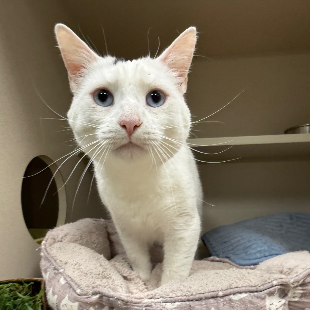 Oracle, an adoptable Domestic Short Hair in Durango, CO, 81301 | Photo Image 1