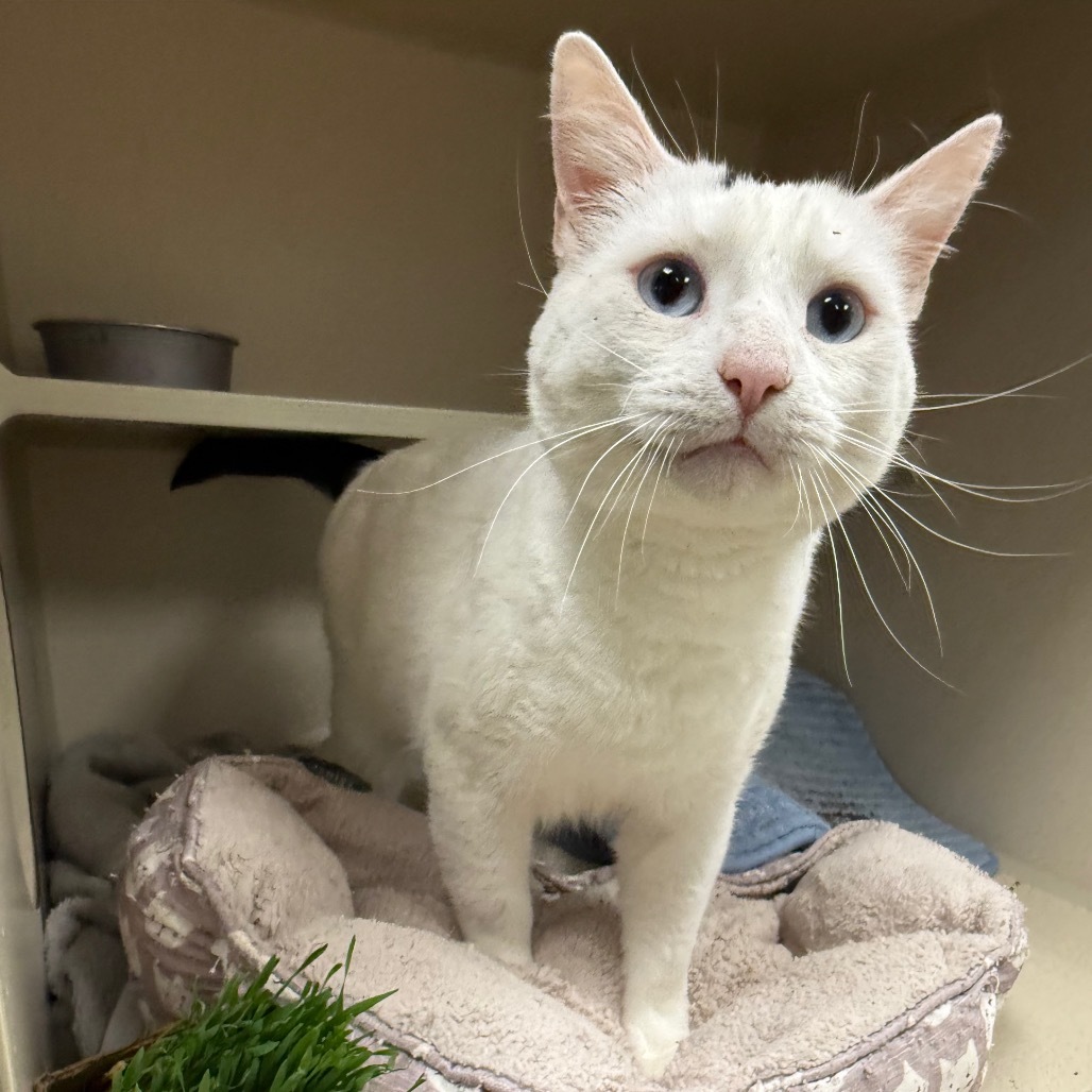 Oracle, an adoptable Domestic Short Hair in Durango, CO, 81301 | Photo Image 2