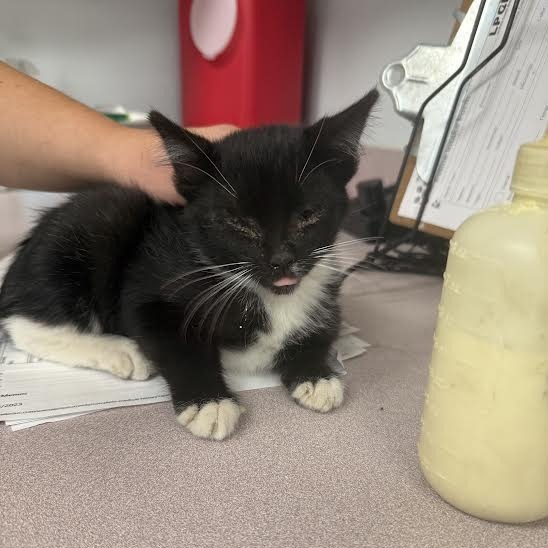 Myrtle, an adoptable Domestic Short Hair in Durango, CO, 81301 | Photo Image 1