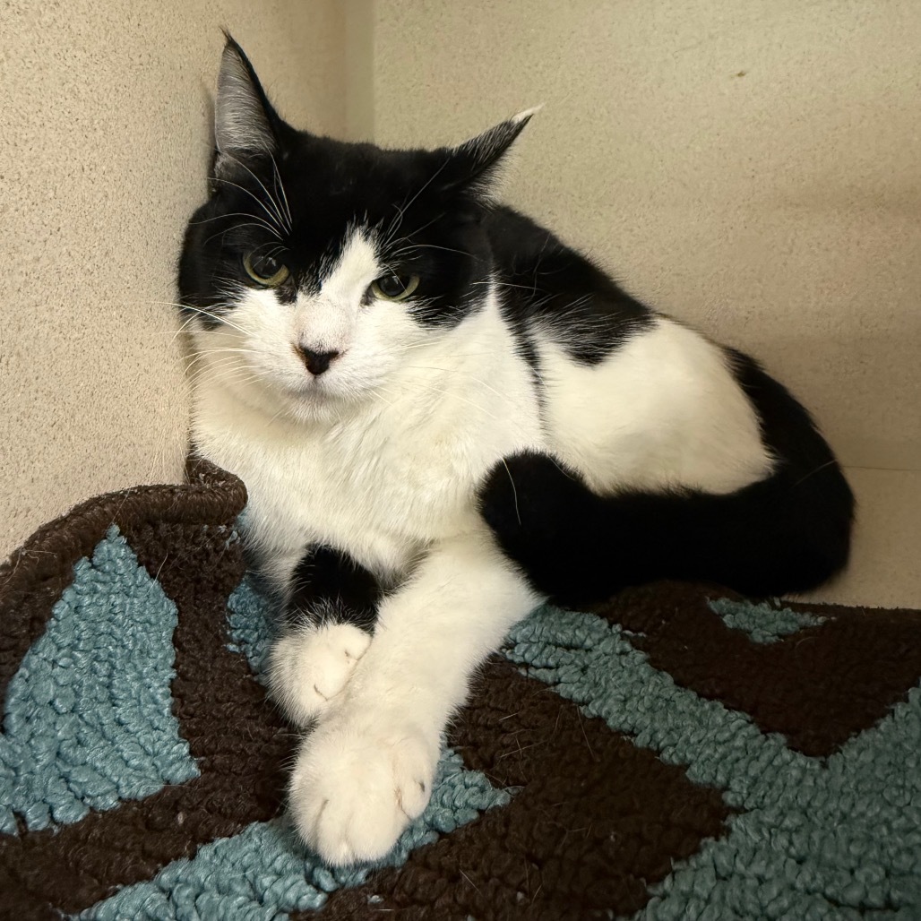 Ophelia, an adoptable Domestic Short Hair in Durango, CO, 81301 | Photo Image 1