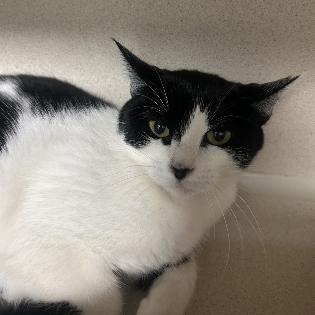 Ophelia, an adoptable Domestic Short Hair in Durango, CO, 81301 | Photo Image 2