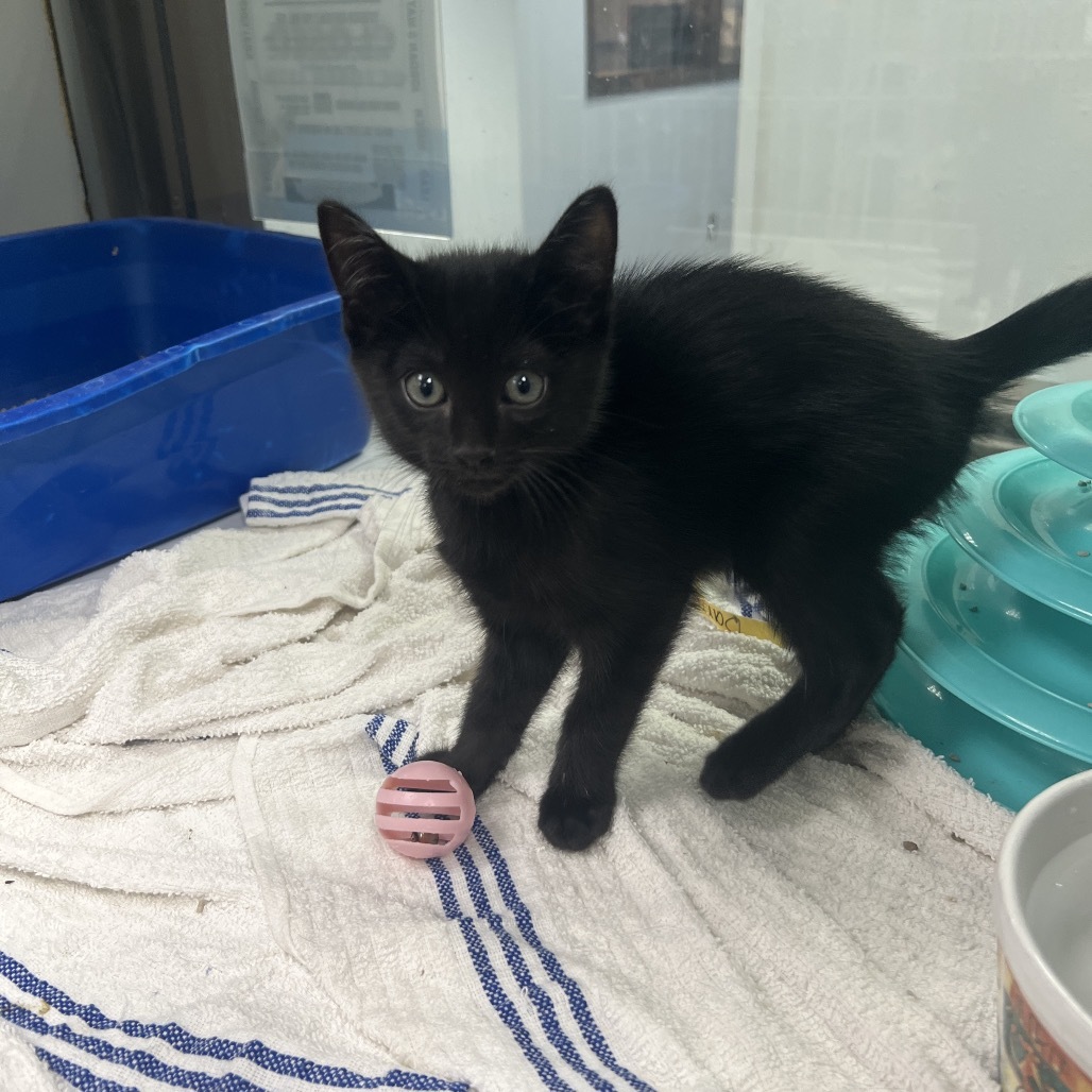 Stephens, an adoptable Domestic Short Hair in Durango, CO, 81301 | Photo Image 1