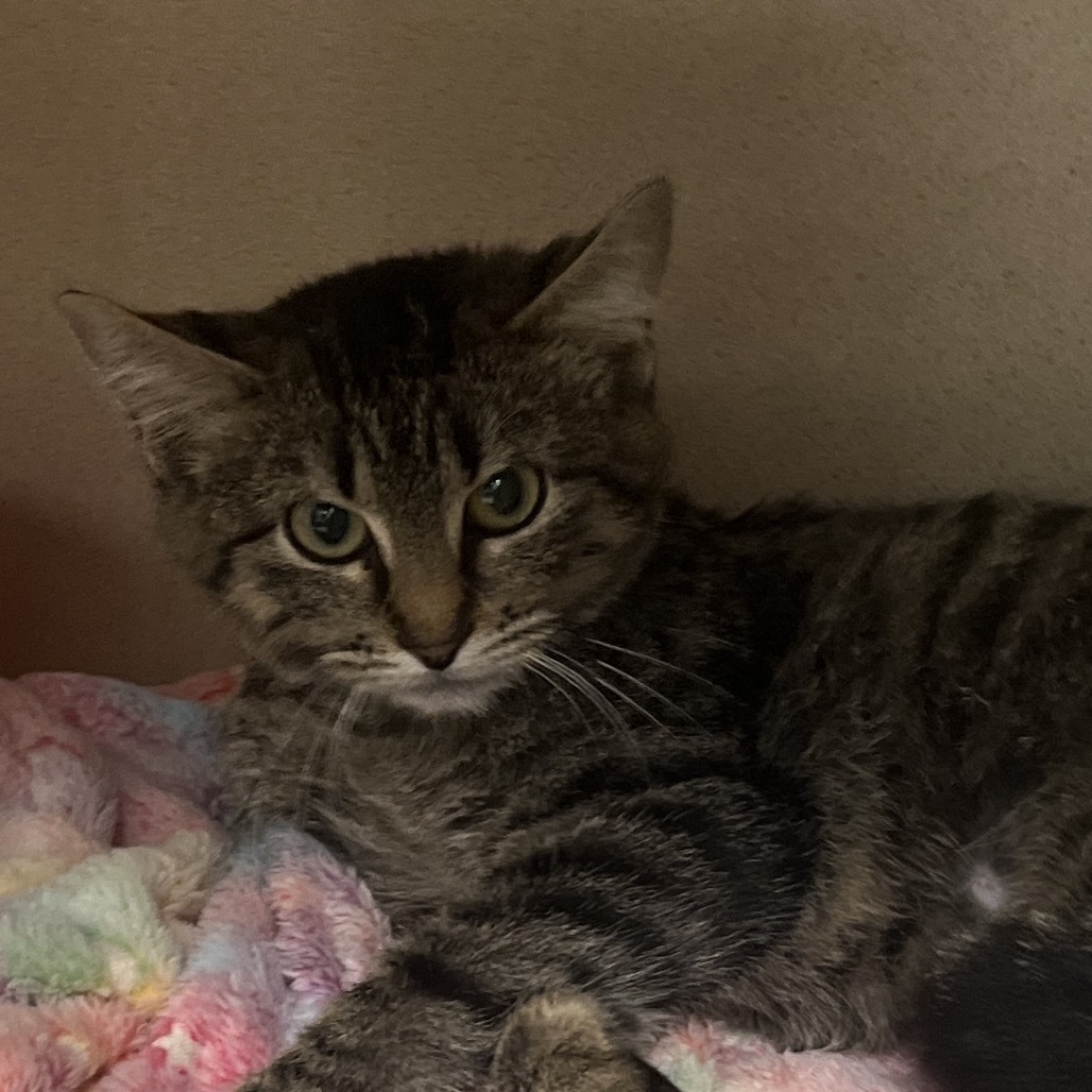 Jayco, an adoptable Domestic Medium Hair in Durango, CO, 81301 | Photo Image 1