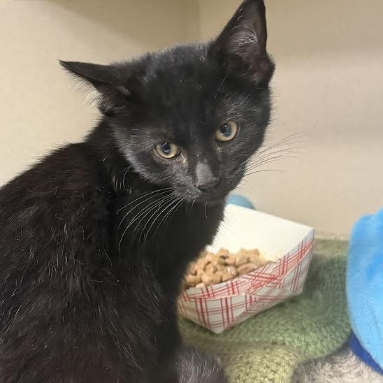 Mesquite, an adoptable Domestic Short Hair in Durango, CO, 81301 | Photo Image 1