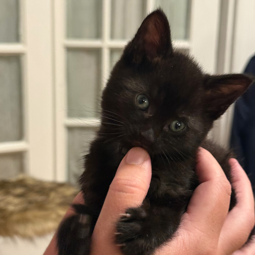 Bailey's Kitten: Preto