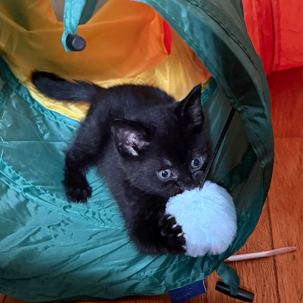 Bailey's Kitten: Preto