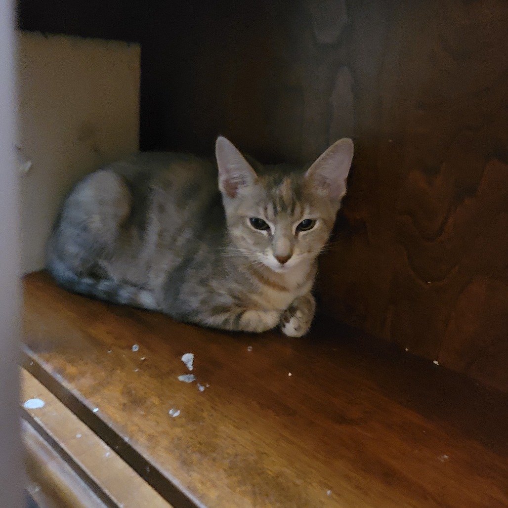 Cheese (Bonded to sauce)