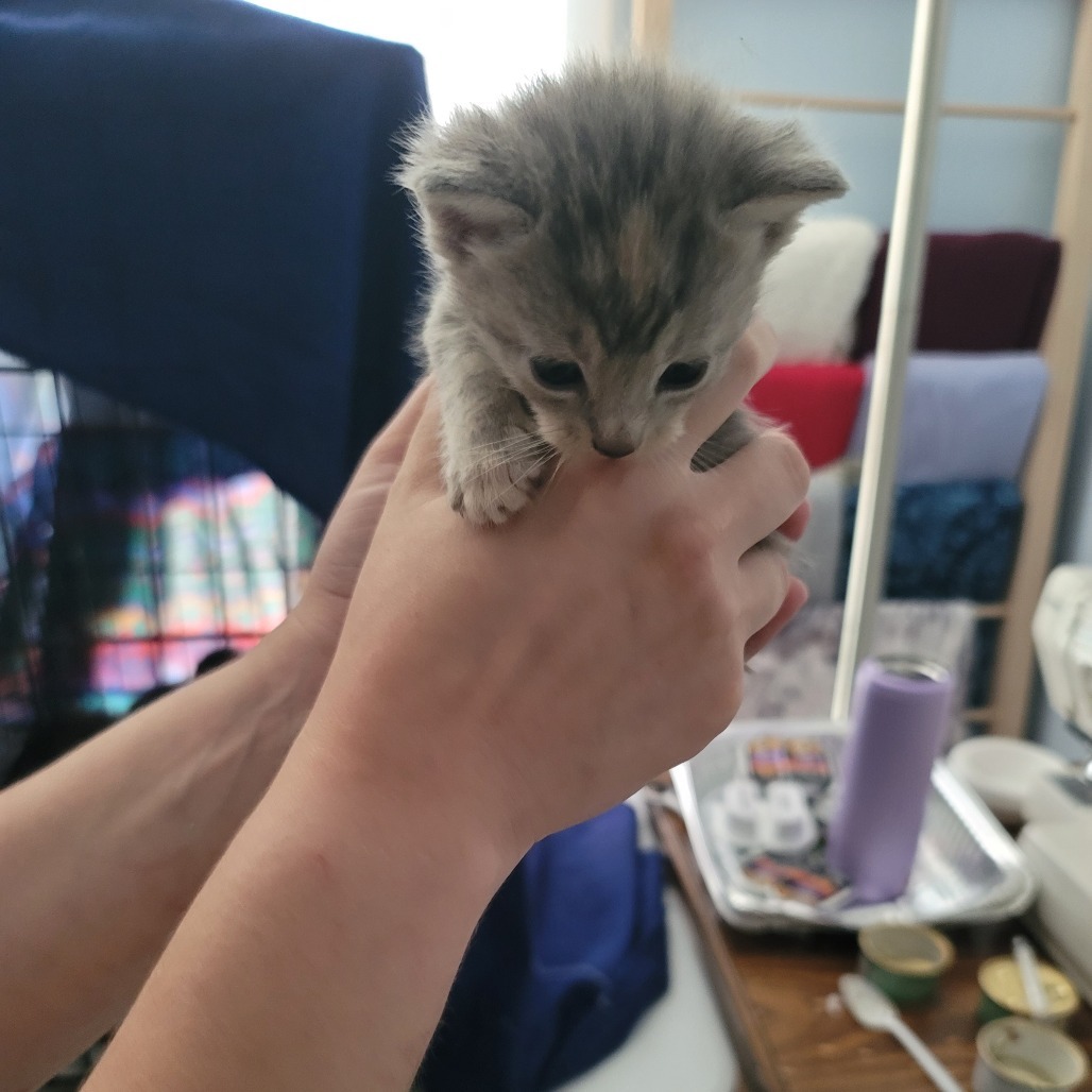 Cheese (Bonded to sauce)