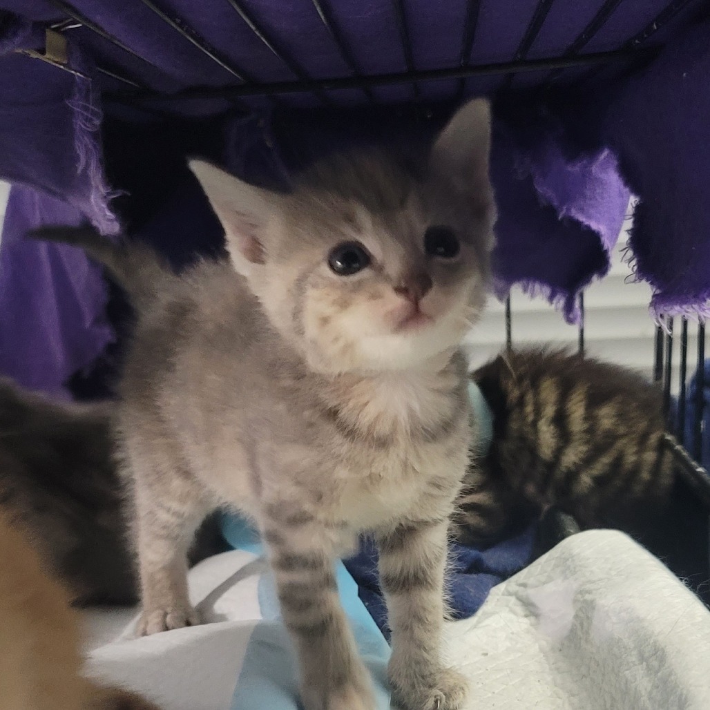 Cheese (Bonded to sauce)