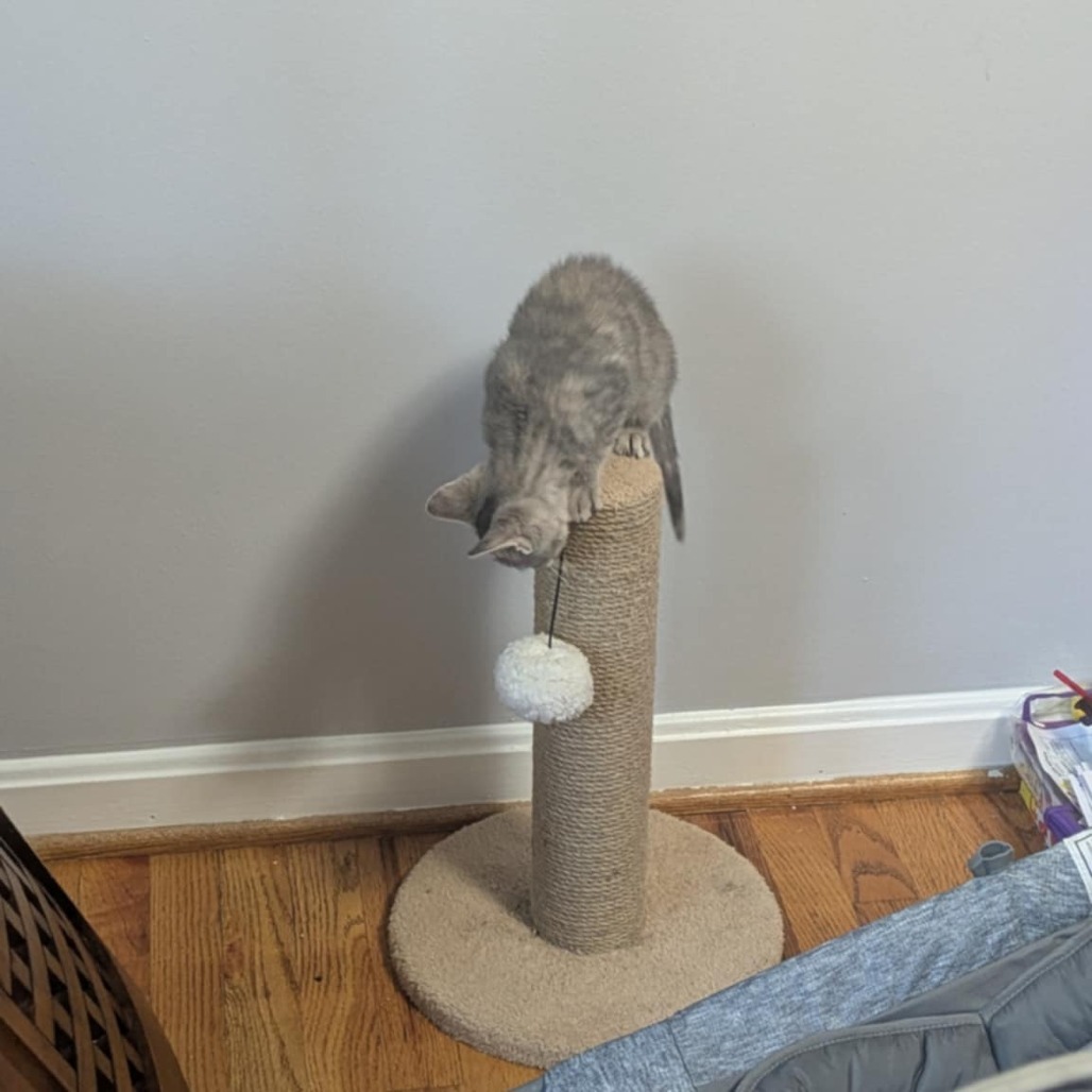 Cheese (Bonded to sauce)