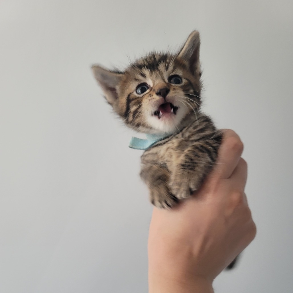 Sauce (bonded to cheese)