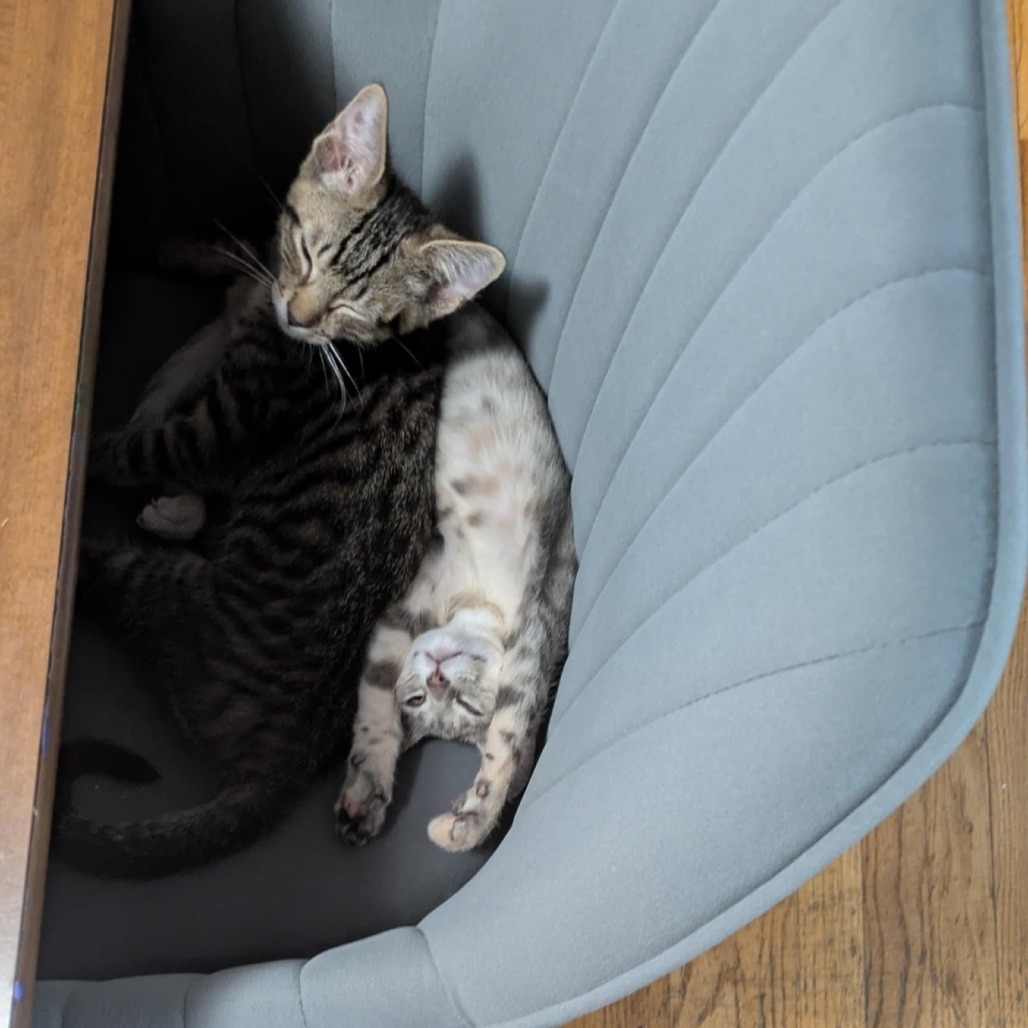 Sauce (bonded to cheese)