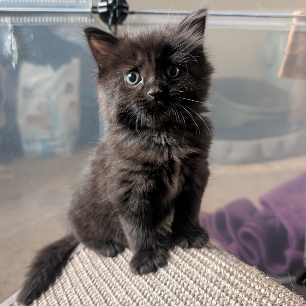 Peanut