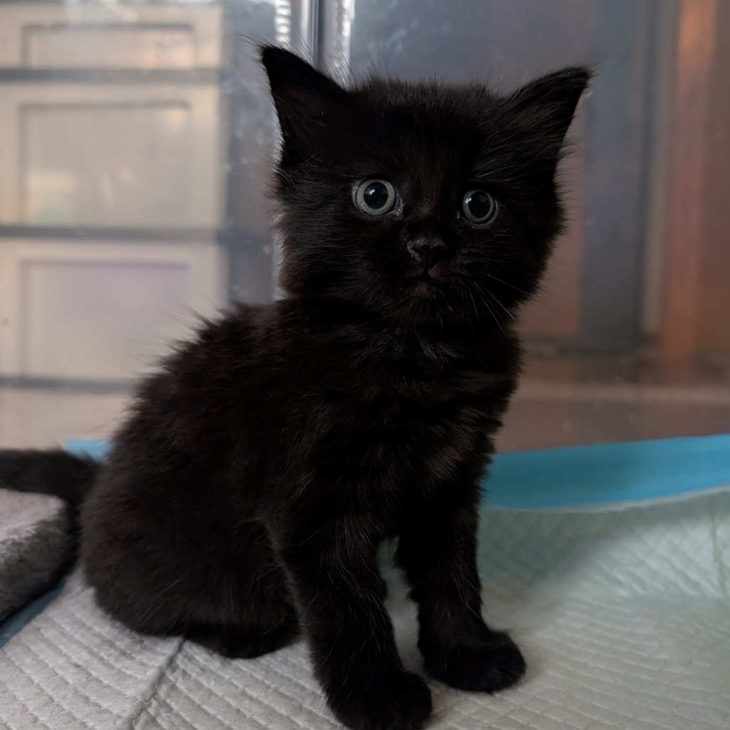 Peanut