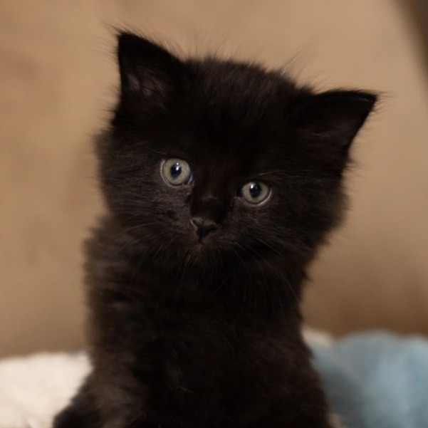 Peanut