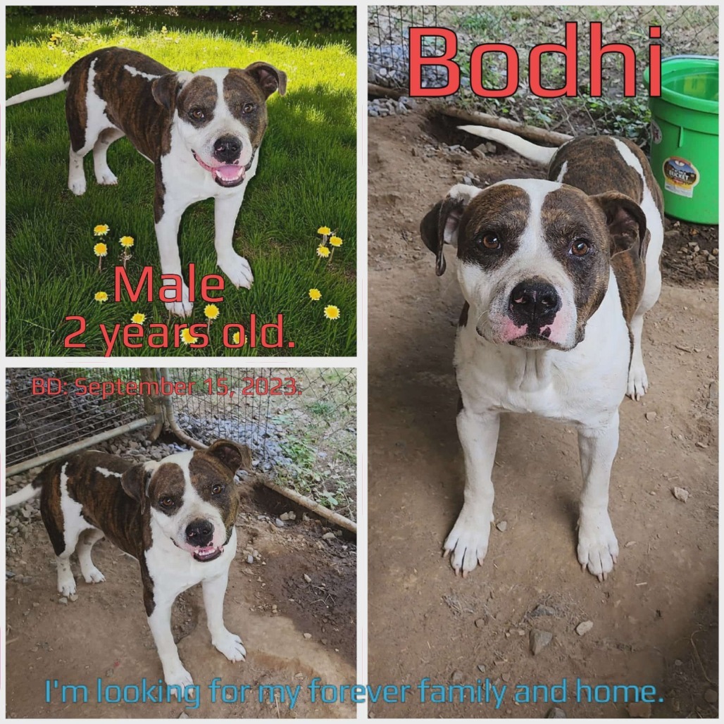 Bodhi