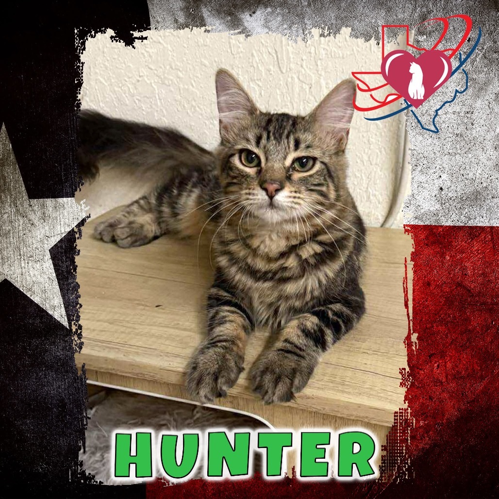 Green Bean Casserole/Hunter, an adoptable Domestic Medium Hair in Kingman, AZ, 86401 | Photo Image 1