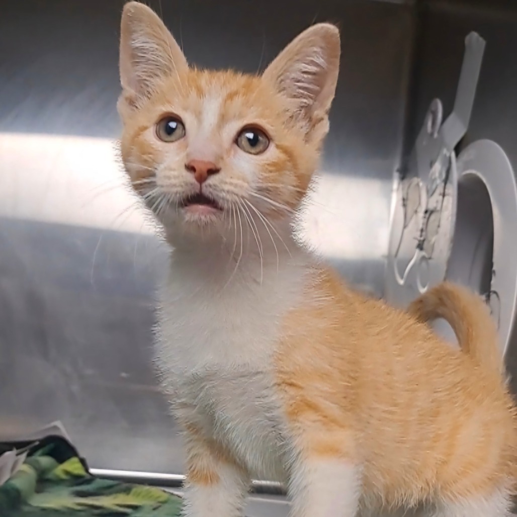 Sunday, an adoptable Domestic Short Hair in Kingman, AZ, 86401 | Photo Image 1