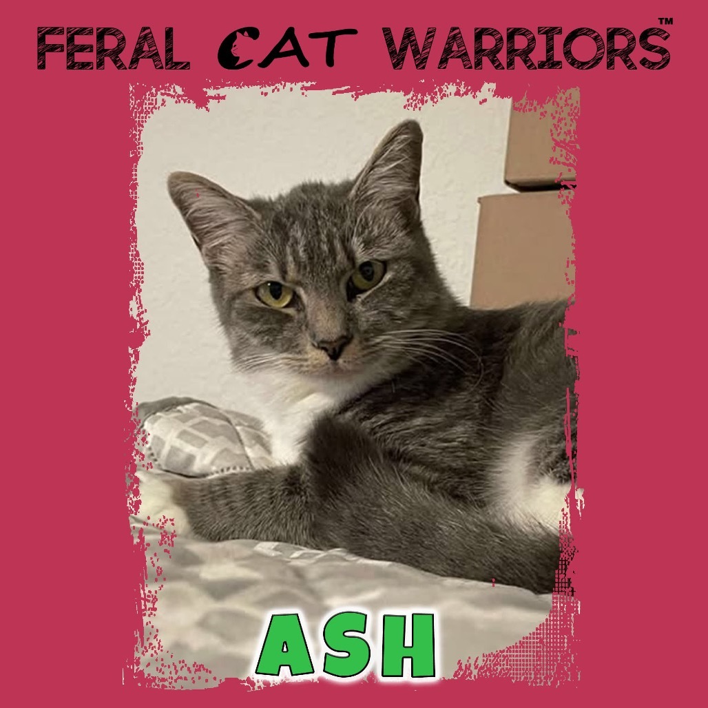 Ash, an adoptable Domestic Short Hair in Kingman, AZ, 86401 | Photo Image 1