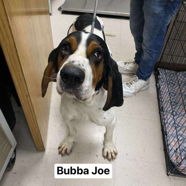 Bubba Joe