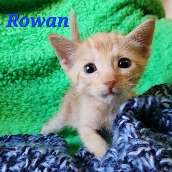 Rowan thumbnail 3