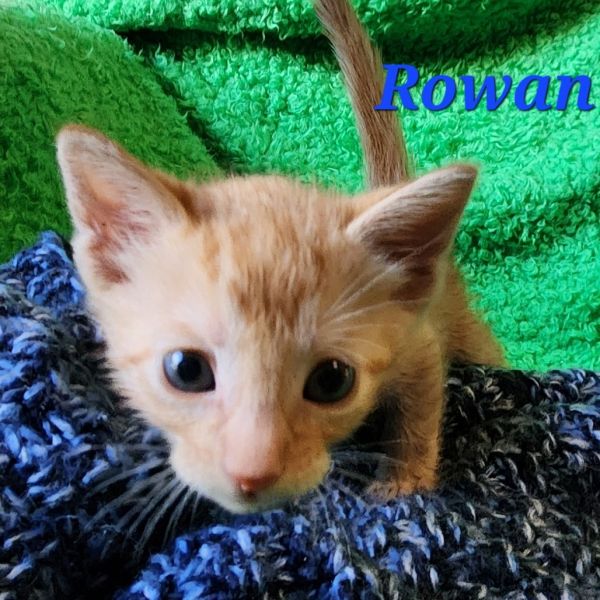 Rowan thumbnail 4
