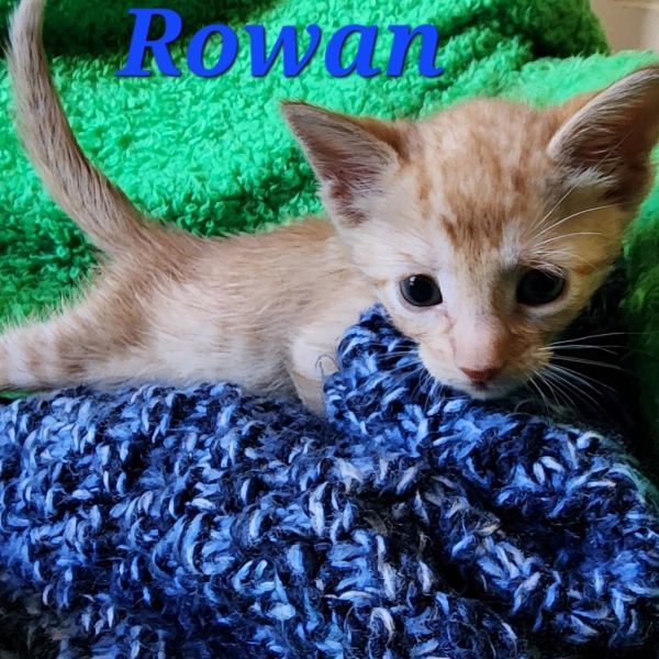 Rowan thumbnail 5