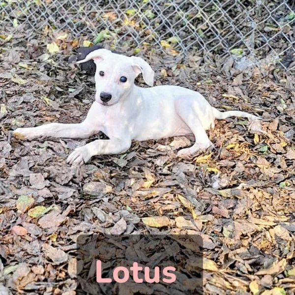 Lotus photo 1