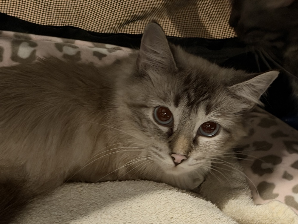 Sugar, an adoptable Himalayan in Chicago, IL, 60607 | Photo Image 1