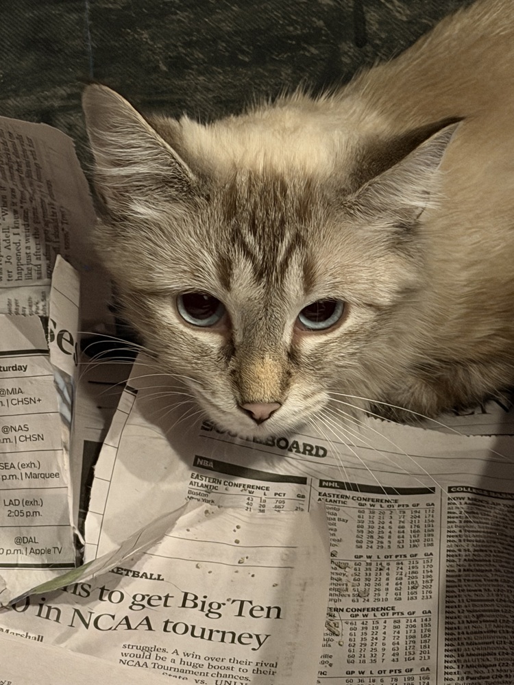 Sugar, an adoptable Himalayan in Chicago, IL, 60607 | Photo Image 2