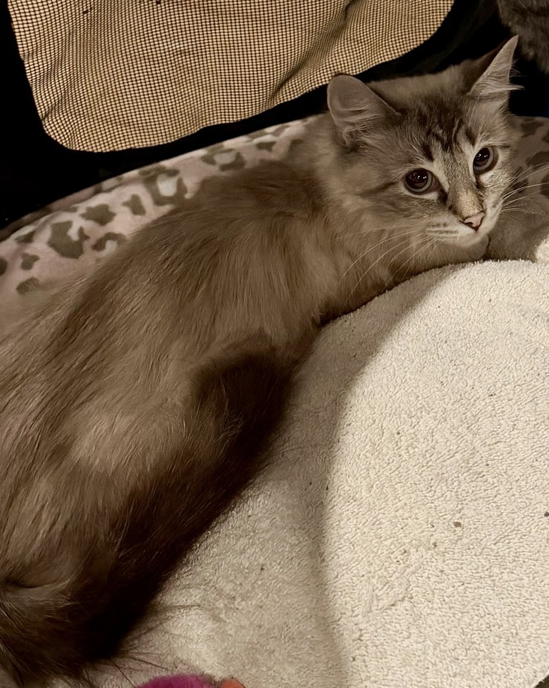 Sugar, an adoptable Himalayan in Chicago, IL, 60607 | Photo Image 3
