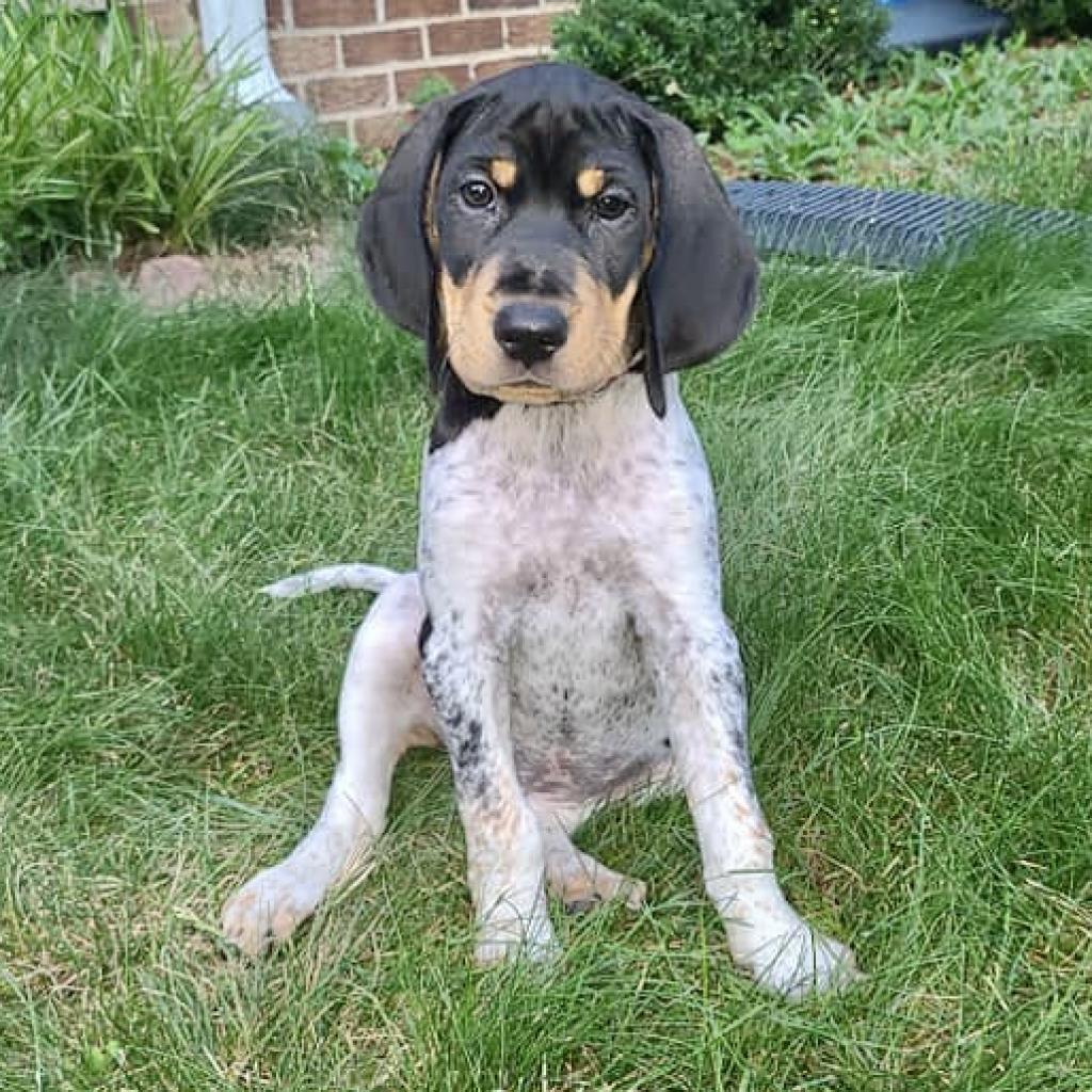 Maisie (fka Seneca)