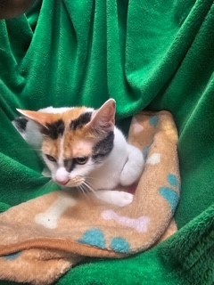 JULIET