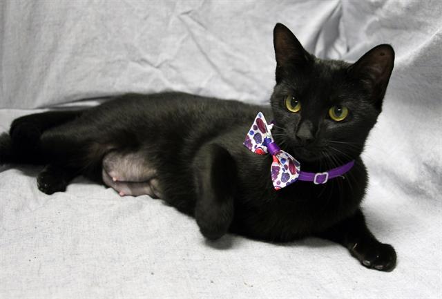 ELVIRA