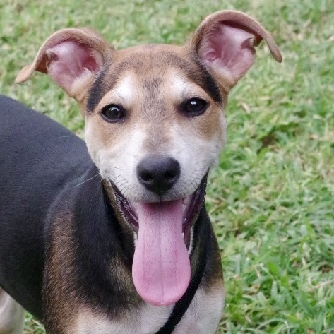 Puppy Reggie