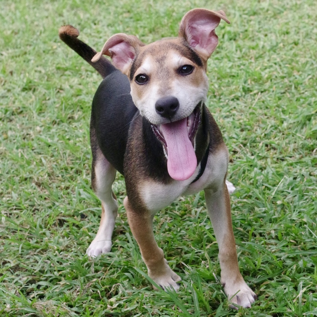 Puppy Reggie
