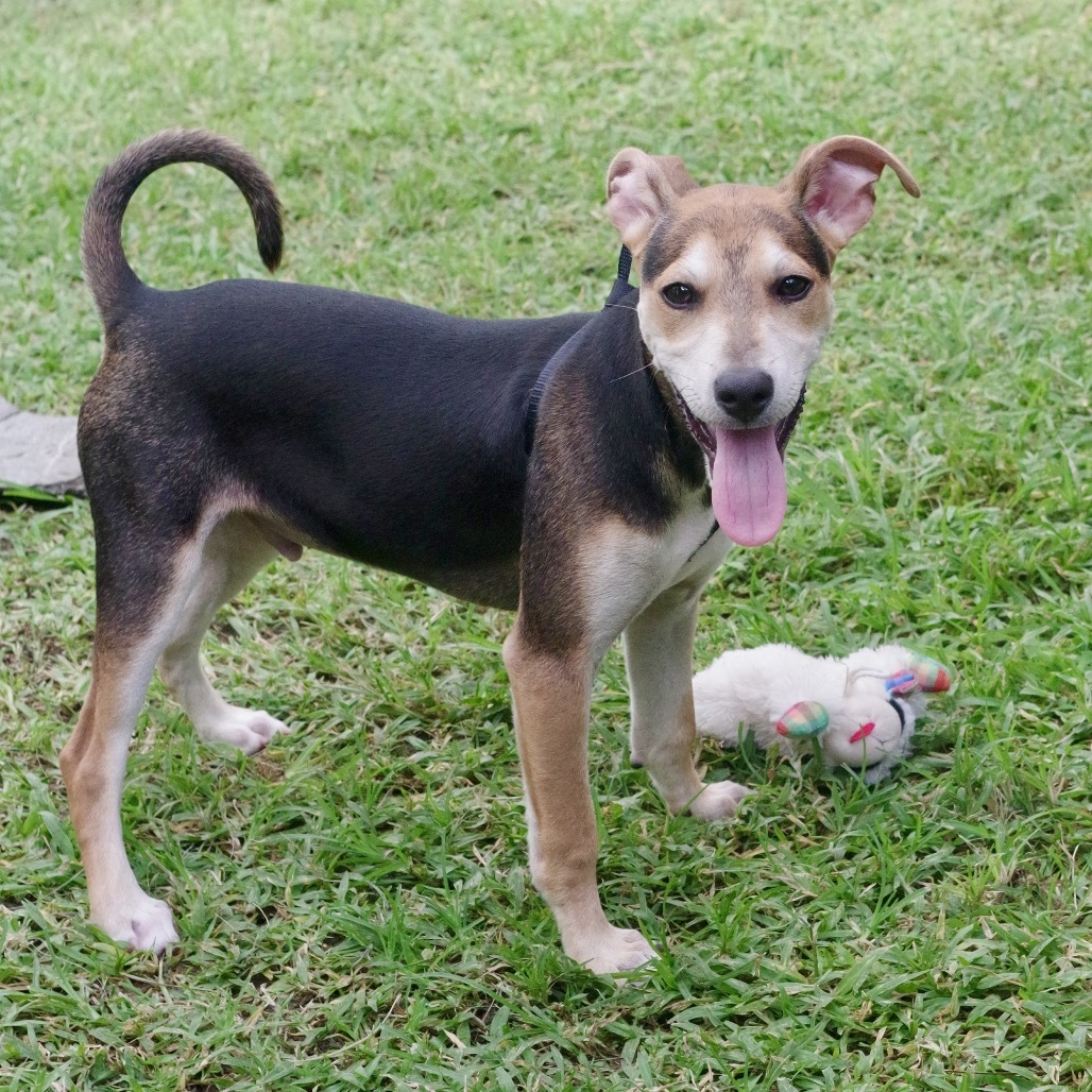 Puppy Reggie