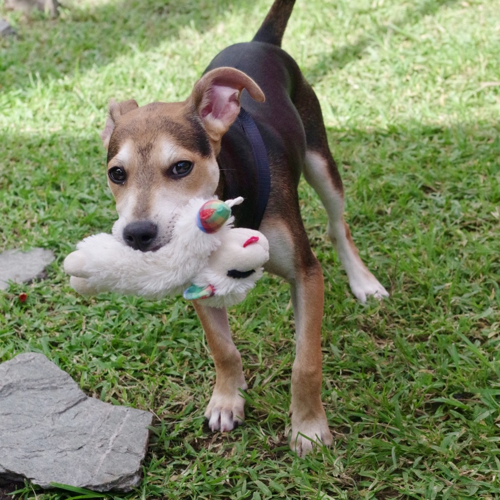 Puppy Reggie
