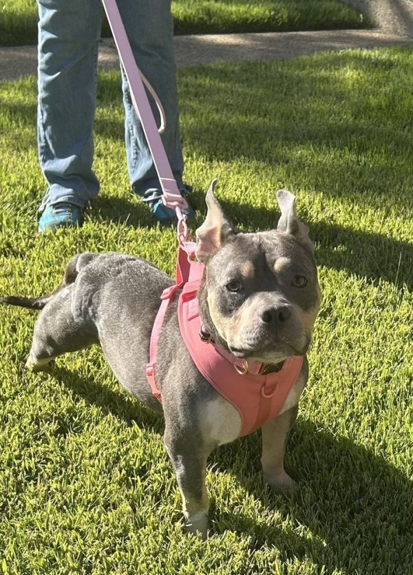 Sweet Pea thumbnail 2