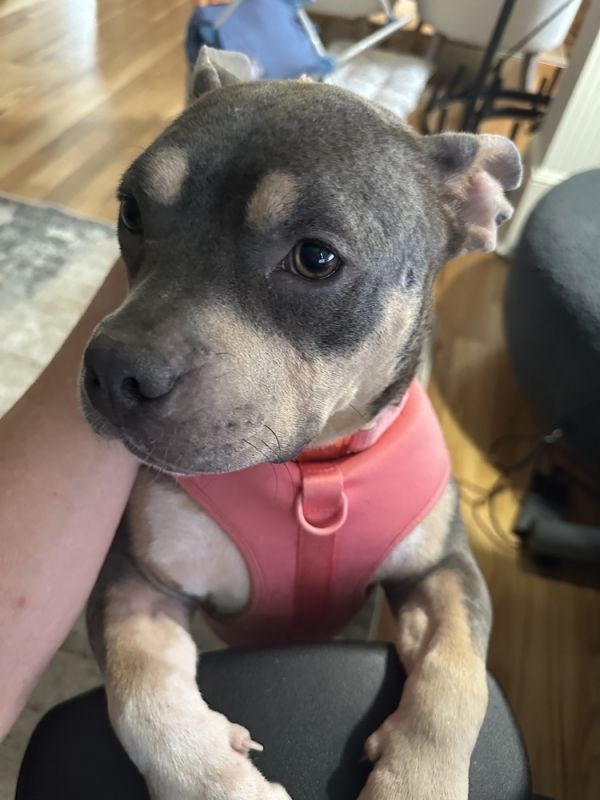 Sweet Pea thumbnail 3