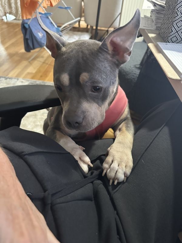 Sweet Pea thumbnail 4