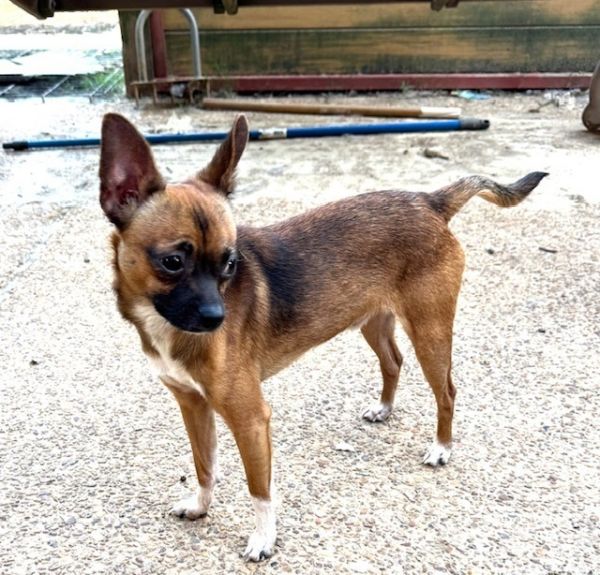 Furry Lee Lewis photo 1