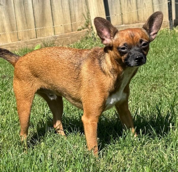 Furry Lee Lewis thumbnail 2